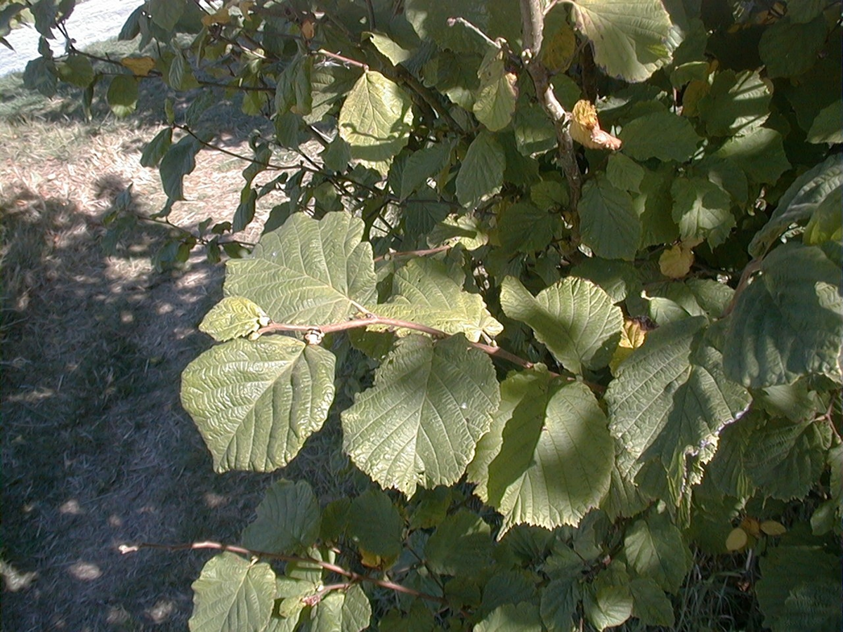 Hazel Tree