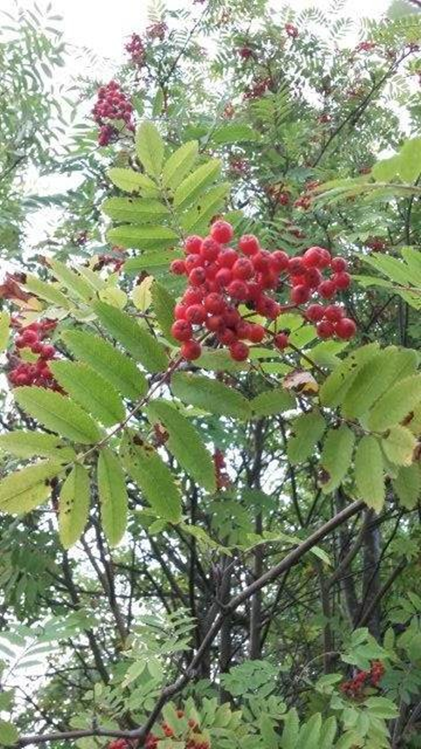 Rowan Tree
