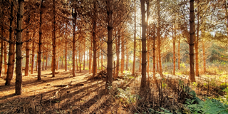 Rosliston early morning sunrise