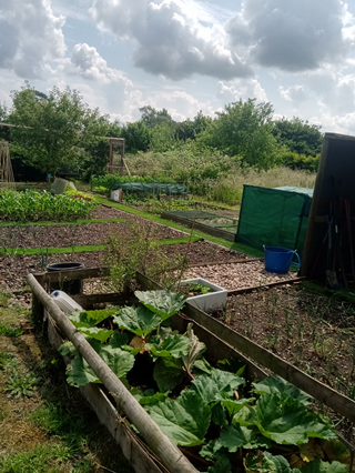 Allotment Growing