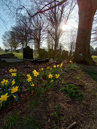 Church Gresley Cemetery Daffodils