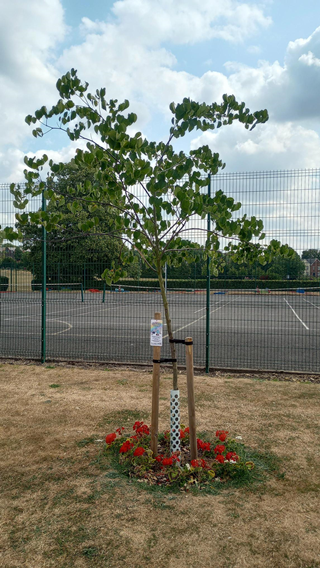 Young tree