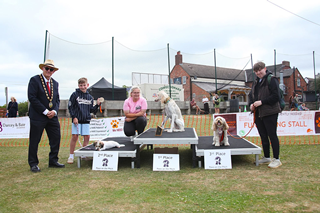 Paws on the pitch dog show