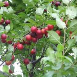 cherry