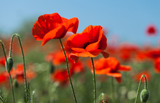 poppy