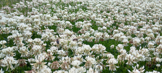 no mow meadow