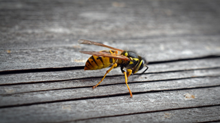 Wasp