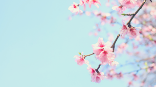 freetree2019