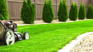 grass