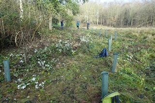 Tree Planting