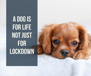 Dog Breeders