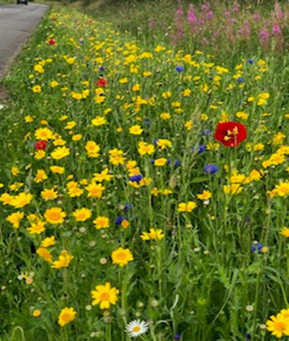 wildflowers