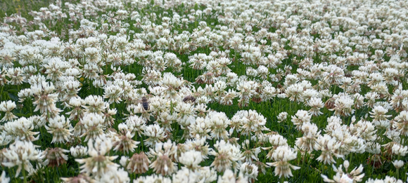 no mow meadow