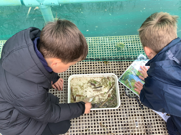 pond launch