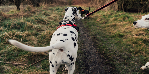 Dog walking