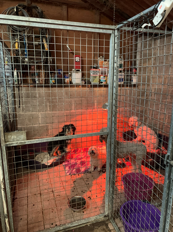 Sutton Lane Kennels (