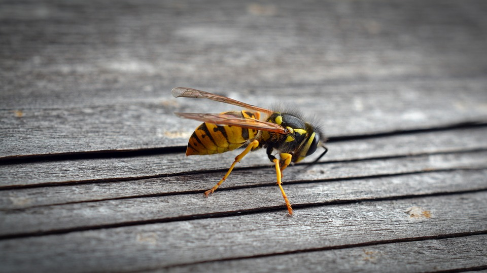 Wasp