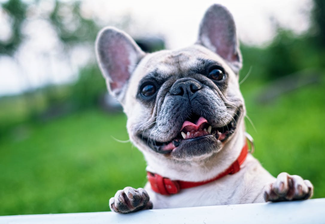 French bulldog