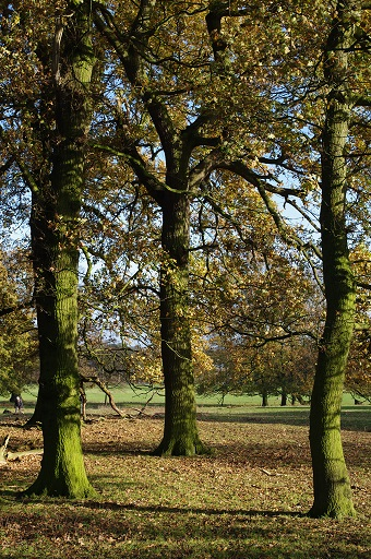 Tree scheme