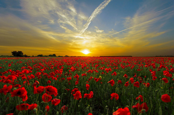 Poppies in a field