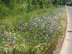 wildflowers July 21