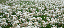 no mow meadow