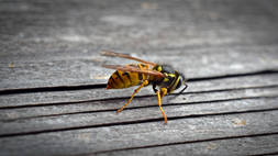 Wasp
