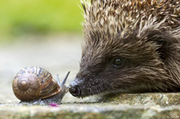 Hedgehog and snail - wildlife watch