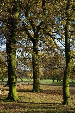 Tree scheme