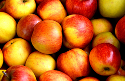 Orchard Day celebrations