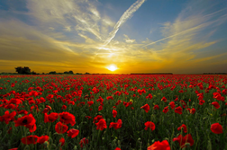 Poppies in a field