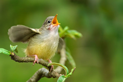 Bird - Dawn Chorus
