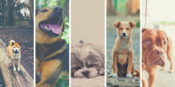Dogs
