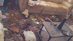 animal neglect