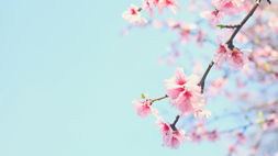 freetree2019