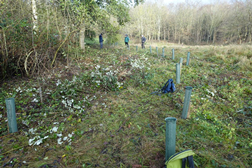 Tree Planting