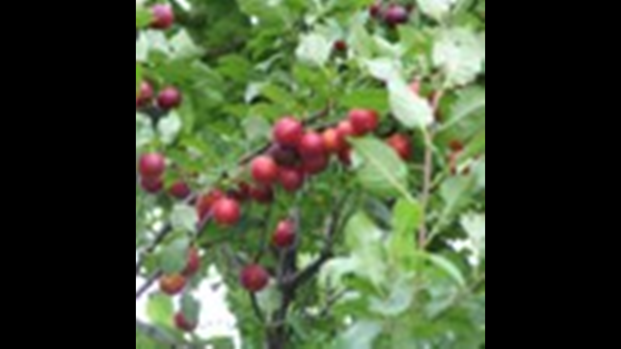 Cherry Plum