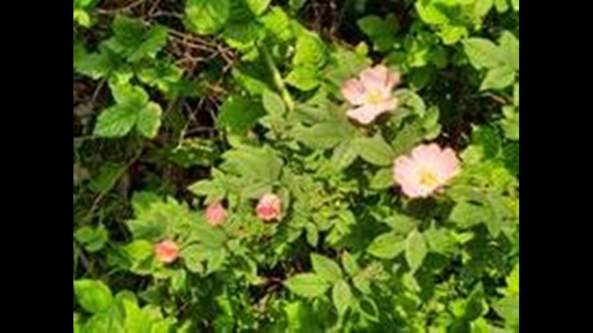 Dog Rose