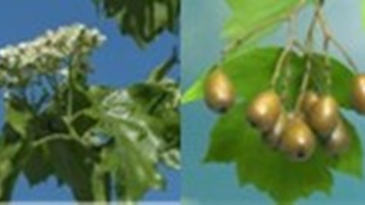 Wild Service Tree