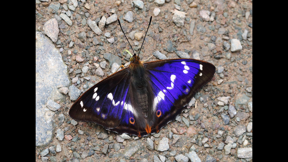purple 2