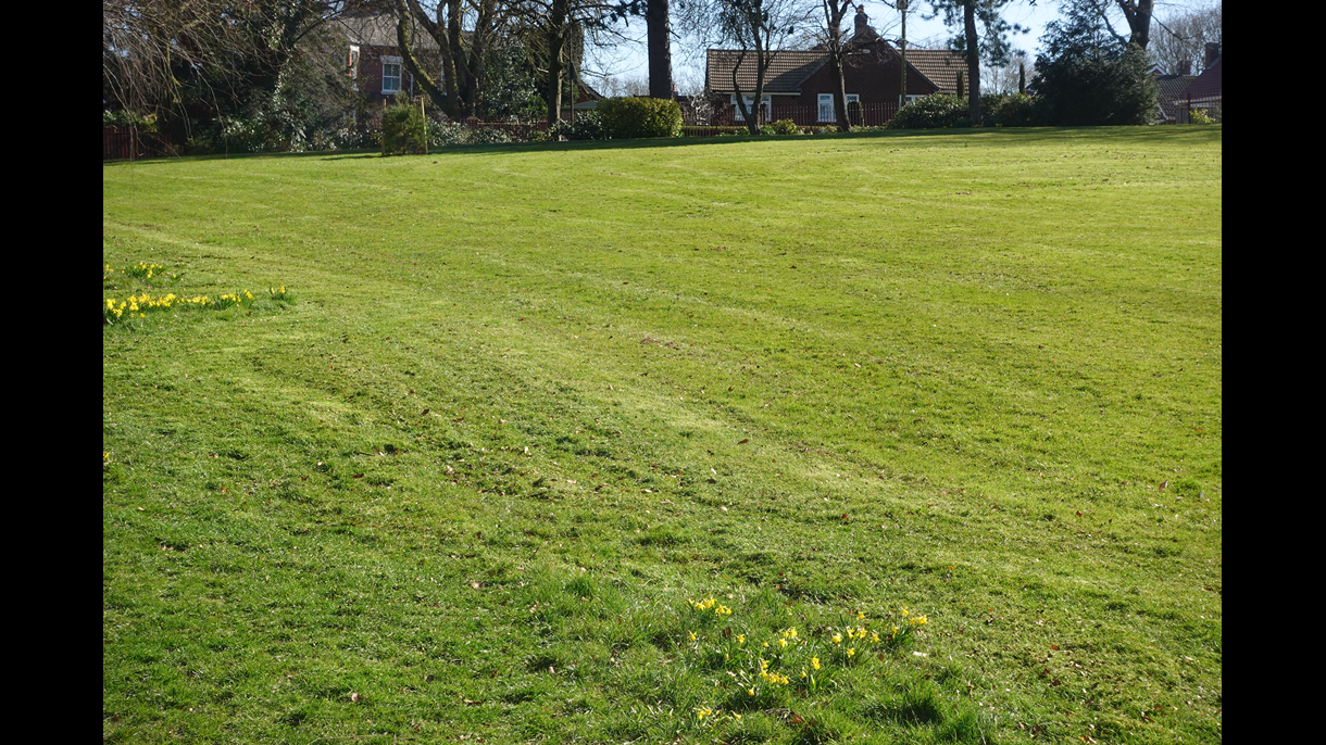 grass1