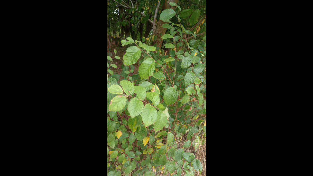 Scottish elm