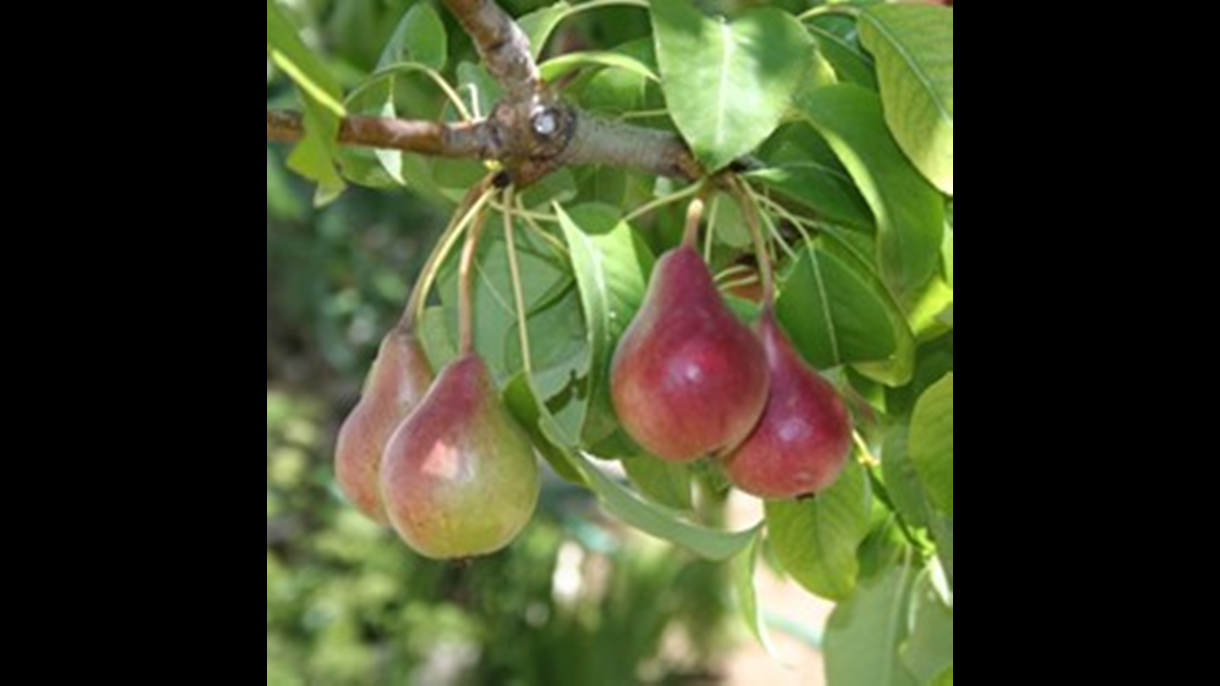 wild pear