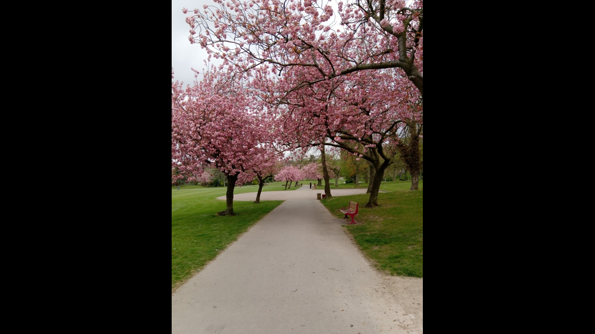 Eureka Park - Cherry Blossom