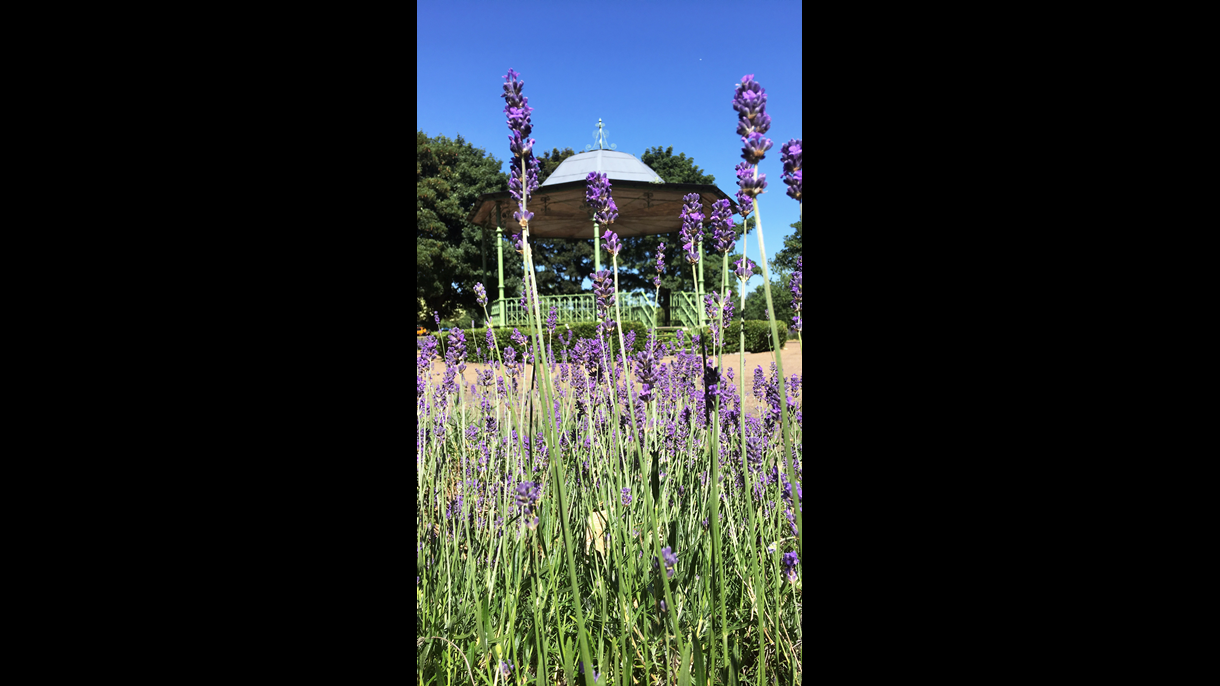 Bandstand with Lavender