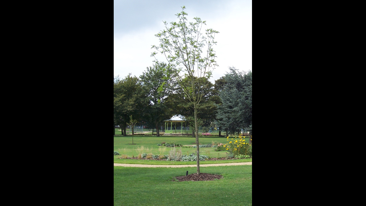 Maurice Lea Memorial Park 1