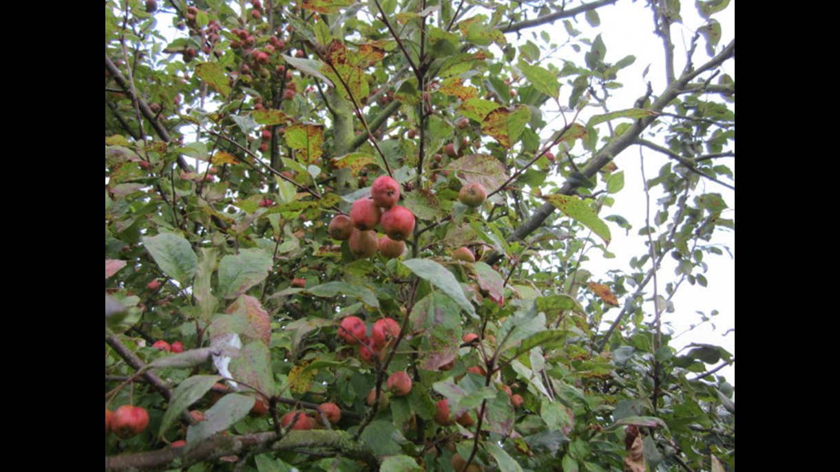 Crab apple  tree at Rosliston Forestry Centre