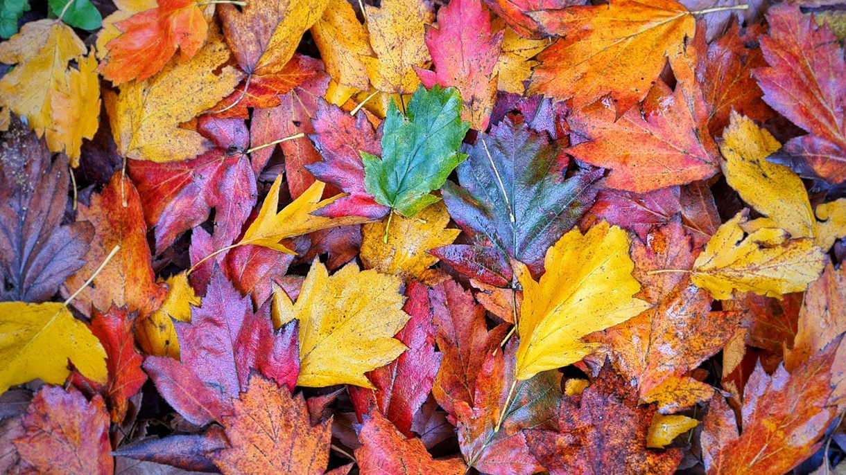 Wild service tree coloured autumn leaves on the ground