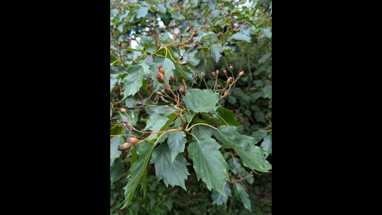 Wild Service tree leaves and berries at Sheffiled Botanic Gardens