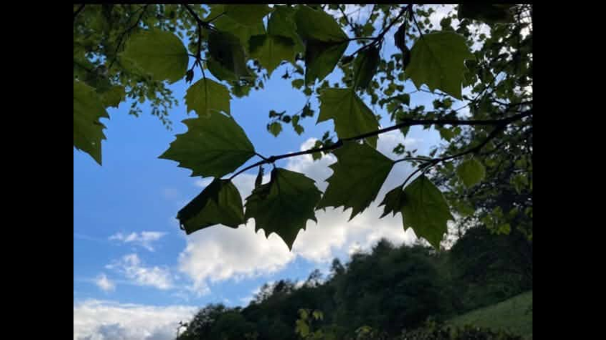 Wild service leaf silhouettes